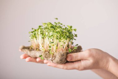 Kadın ellerinde mikroyeşil turp filizleri. Çiğ filizler, mikro yeşiller, evde tohum filizlenmesi. Vegan ve sağlıklı beslenme konsepti.