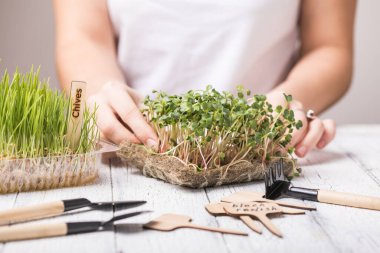 Kadın ellerinde mikroyeşil turp filizleri. Çiğ filizler, mikro yeşiller, evde tohum filizlenmesi. Vegan ve sağlıklı beslenme konsepti.