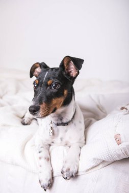 Beyaz köpek yavrusu Jack Russel Terrier 'ın güzel gözleri beyaz battaniyenin üzerinde yatıyor.