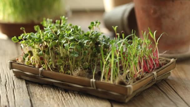 生の芽 マイクログリーン 健康的な食事の概念 マイクログリーンを発芽させる 自宅で発芽を種子 ビーガンと健康的な食事の概念 芽が出てる 有機食品 — ストック動画