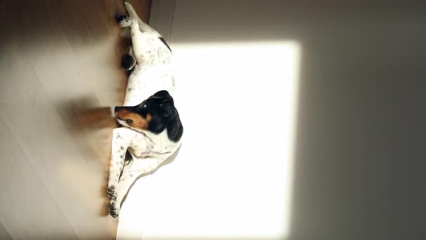 Petit Chien Blanc Chiot Race Jack Russel Terrier Avec Beaux — Video