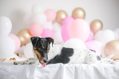 İlk köpek doğum günün kutlu olsun. Beyaz arka planda bir sürü balonu olan güzel Jack Russell Terrier köpeği. Evcil hayvanlar ve tatil konsepti