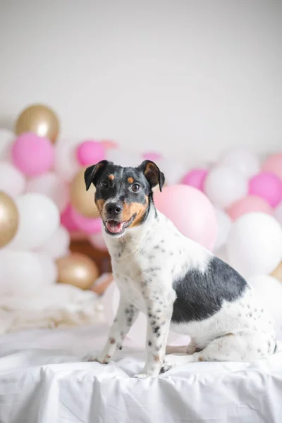 Feliz Primeiro Aniversário Cão Bonito Cão Terrier Jack Russel Com — Fotografia de Stock