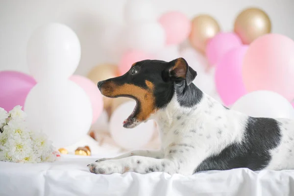Feliz Primeiro Aniversário Cão Bonito Cão Terrier Jack Russel Com — Fotografia de Stock