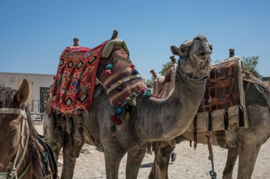 CAIRO, EGYPT - 14 Mayıs 2021 Sahra Çölü 'nde deve binicisi. Bedevi ve deve piramitlerin yanında..