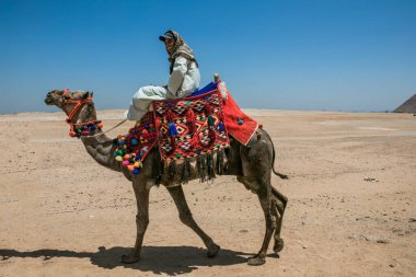 CAIRO, EGYPT - 14 Mayıs 2021: Mısır çölündeki piramitlerin yakınındaki deve üzerinde göçebe