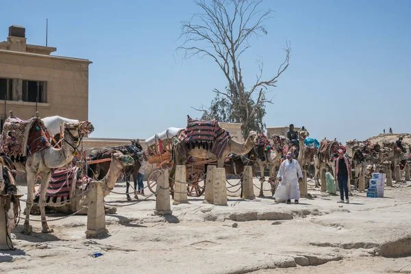 Cairo Egypt Mayıs 2021 Sahra Çölü Nde Deve Binicisi Bedevi — Stok fotoğraf