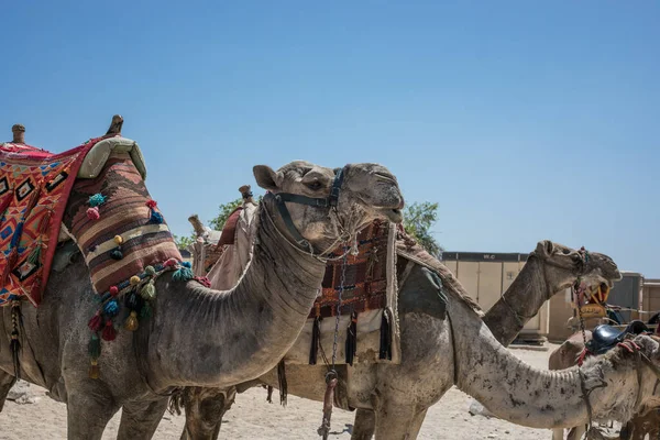 Cairo Egypt Mei 2021 Kamelenrijder Woestijn Van Sahara Bedoeïenen Kamelen — Stockfoto