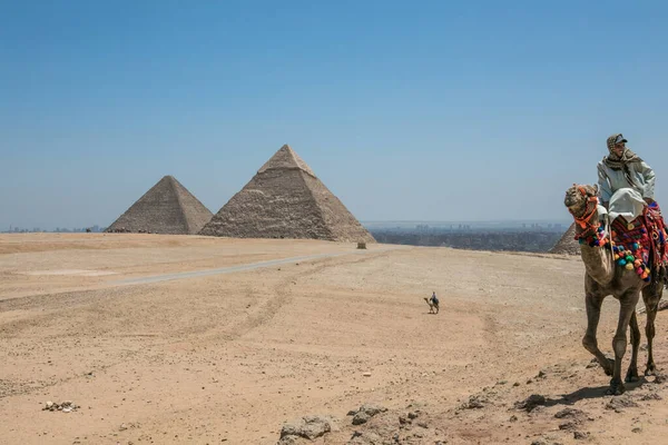Cairo Egito Maio 2021 Atrações Egito Nômade Camelo Perto Pirâmides — Fotografia de Stock