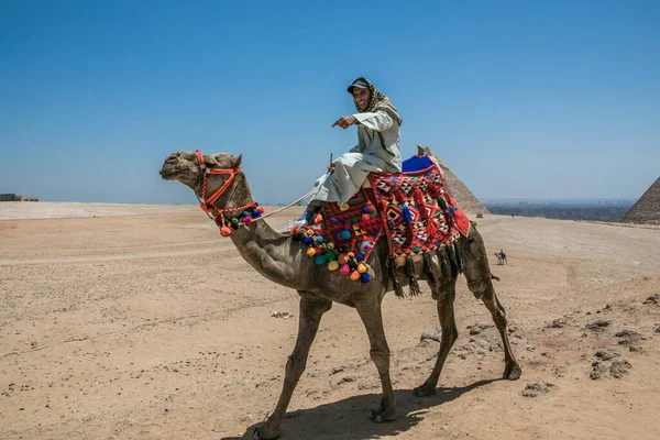 Cairo Egypt Mayıs 2021 Mısır Çölündeki Piramitlerin Yakınındaki Deve Üzerinde — Stok fotoğraf