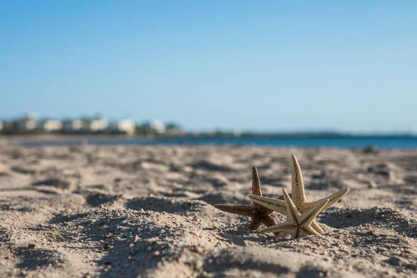 Starfish Standing Golden Sand Sea Sunny Day Romantic Summer Vacation — Stock Photo, Image