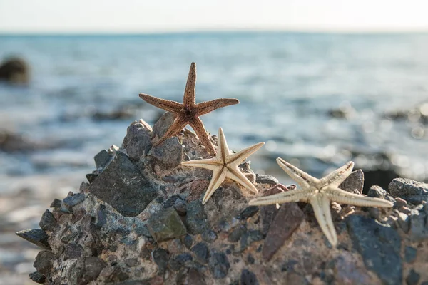 Starfish Standing Golden Sand Sea Sunny Day Romantic Summer Vacation — Stock Photo, Image