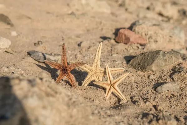 Starfish Standing Golden Sand Sea Sunny Day Romantic Summer Vacation — Stock Photo, Image