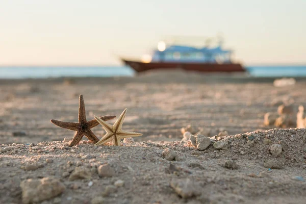 Starfish Red Sea Beach Summer Vacations Tropical Nature Seascape Concept — Stock Photo, Image