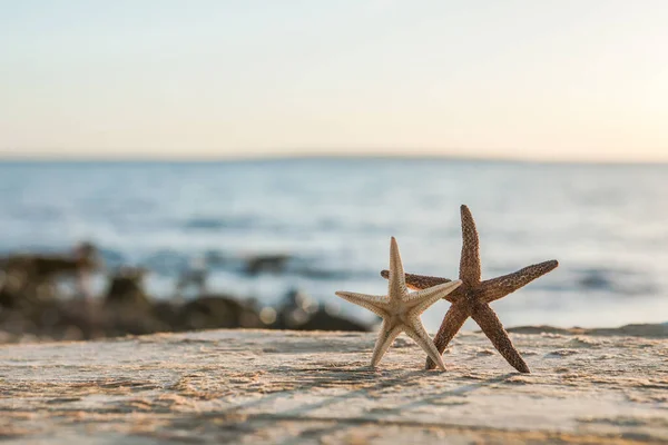 Panorama Summer Beach Starfish Blue Sea Background Landscape Tropical Summer — Stock Photo, Image