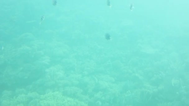 Akvaryumda Suyun Altında Küçük Tropikal Balık Sürüsü Mavi Suda Yüzen — Stok video