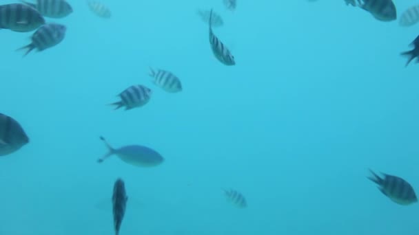 Grupo Cardumes Pequenos Peixes Tropicais Debaixo Água Aquário Mar Oceano — Vídeo de Stock