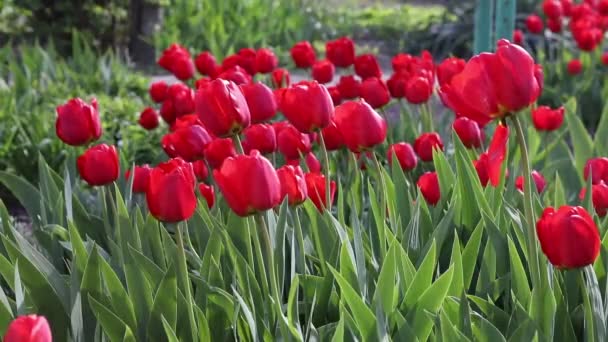 風の強い春の日に赤いチューリップ チューリップの花 春の日のチューリップ畑の美しいチューリップ — ストック動画