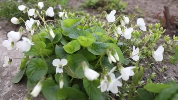 Yeşil Yapraklı Taze Beyaz Viola Canadensis Beyaz Viola Güneşli Havada — Stok video