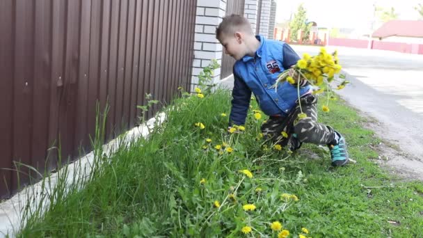 少年は草や涙のタンポポの上に座り — ストック動画