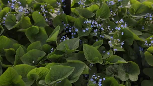 Blå Blommor Brunera Blå Blommande Brunera Perenn Marktäckare Växt — Stockvideo