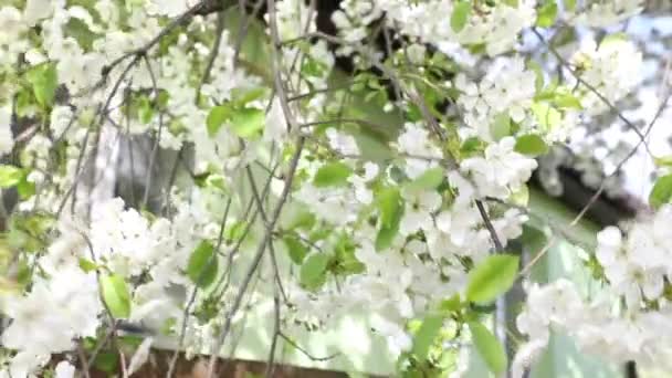 Vacker Blommande Körsbärsgren Med Vita Buntar Kronblad Knoppar Ett Som — Stockvideo