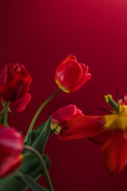 Soyut bulanık arkaplan - koyu renkli kırmızı laleler, arka planda ya da yan hafif ışıklandırma. Kartpostal veya afiş için lale çiçeği arkaplanı, kopyalama alanı