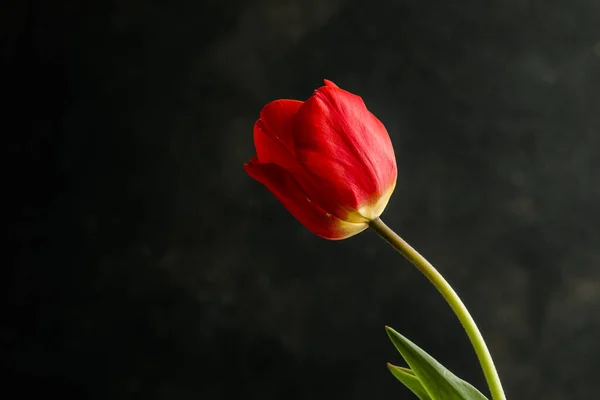 Fond Flou Abstrait Tulipes Rouges Sur Une Tache Foncée Fond — Photo