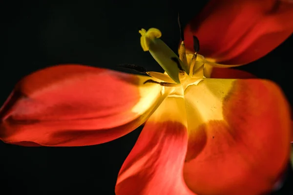 要旨ぼやけた背景 または側面の柔らかい照明の赤いチューリップ はがきやバナーのチューリップの花の背景 スペースをコピー — ストック写真