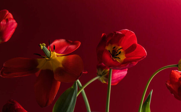 Abstract blurred background - red tulips on a darck, background in back or side soft lighting. Tulip flowers background for postcard or banner, copy space