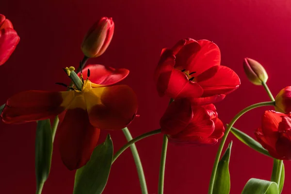 Fond Flou Abstrait Tulipes Rouges Sur Une Tache Foncée Fond — Photo