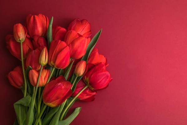 Mise Page Créative Faite Avec Des Fleurs Tulipes Sur Fond — Photo