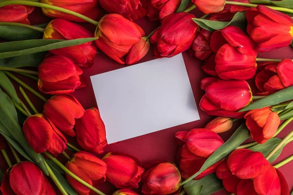 Scène Maquette Carte Vœux Vierge Tulipes Rouges Sur Fond Rouge — Photo