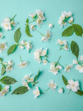 Tomurcuk yasemini deseni ve yapraklar yeşil arka planda dağınık, tepeden bakıldığında. Düz yatıyordu