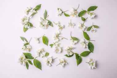 Tomurcuk yasemin deseni ve yapraklar Gary 'nin arka planına saçılmış, tepeden bakıldığında. Düz yatıyordu