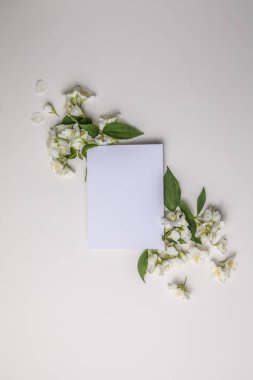 Yeşil yapraklar ve yasemin çiçeklerinin kompozisyonu. Gri bir arka plandaki yazı için boş bir çarşaf. Kartpostalın doğal düzeni. Düz Yat