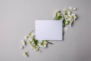 Yeşil yapraklar ve yasemin çiçeklerinin kompozisyonu. Gri bir arka plandaki yazı için boş bir çarşaf. Kartpostalın doğal düzeni. Düz Yat