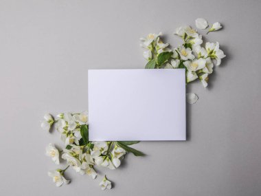 Yeşil yapraklar ve yasemin çiçeklerinin kompozisyonu. Gri bir arka plandaki yazı için boş bir çarşaf. Kartpostalın doğal düzeni. Düz Yat