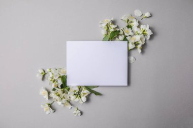 Yeşil yapraklar ve yasemin çiçeklerinin kompozisyonu. Gri bir arka plandaki yazı için boş bir çarşaf. Kartpostalın doğal düzeni. Düz Yat