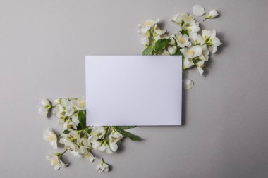 Yeşil yapraklar ve yasemin çiçeklerinin kompozisyonu. Gri bir arka plandaki yazı için boş bir çarşaf. Kartpostalın doğal düzeni. Düz Yat