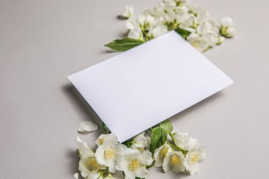 Yeşil yapraklar ve yasemin çiçeklerinin kompozisyonu. Gri bir arka plandaki yazı için boş bir çarşaf. Kartpostalın doğal düzeni. Düz Yat