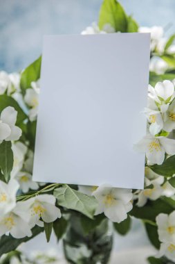 Mavi arka planda bir buket yasemin çiçeğiyle bomboş. Bahar çiçekleri.