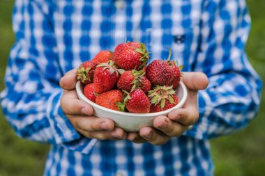 Güneşli yaz gününde meyve tarlasında çilek toplayan bir çocuk. Çocuklar elinde taze taze organik çilek tutuyor.