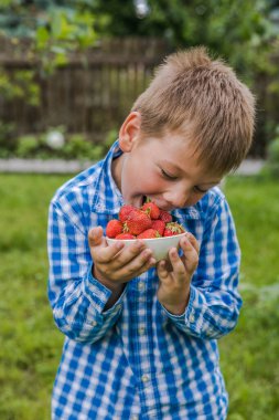 Güneşli yaz gününde meyve tarlasında çilek toplayan bir çocuk. Çocuklar elinde taze taze organik çilek tutuyor.