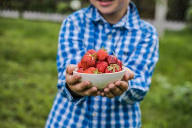 Güneşli yaz gününde meyve tarlasında çilek toplayan bir çocuk. Çocuklar elinde taze taze organik çilek tutuyor.