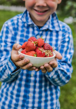 Güneşli yaz gününde meyve tarlasında çilek toplayan bir çocuk. Çocuklar elinde taze taze organik çilek tutuyor.
