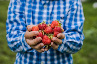 Güneşli yaz gününde meyve tarlasında çilek toplayan bir çocuk. Çocuklar elinde taze taze organik çilek tutuyor.