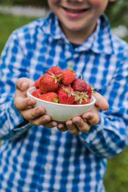 Güneşli yaz gününde meyve tarlasında çilek toplayan bir çocuk. Çocuklar elinde taze taze organik çilek tutuyor.