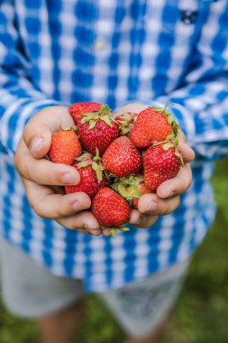 Güneşli yaz gününde meyve tarlasında çilek toplayan bir çocuk. Çocuklar elinde taze taze organik çilek tutuyor.