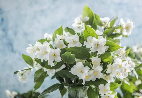 Branco Com Buquê Flores Jasmim Fundo Azul Flores Primavera — Fotografia de Stock